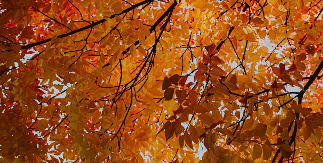Autunno e allergie: come affrontarle al meglio Autunno e allergie: come affrontarle al meglio