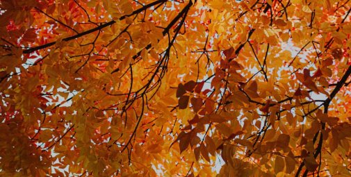 Autunno e allergie: come affrontarle al meglio