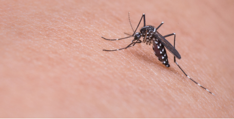 Rimedi naturali contro le punture di zanzara