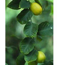 MSA CITRUS LIMONUM 50ML