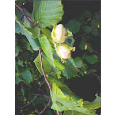 MSA CORYLUS AVELLANA 50ML