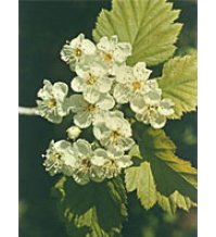 MSA CRATAEGUS OXYACA 50ML