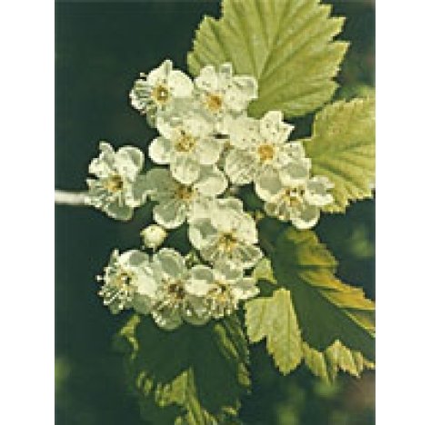 MSA CRATAEGUS OXYACA 50ML