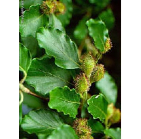 MSA FAGUS SYLVATICA 50ML