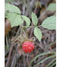 MSA RUBUS IDAEUS 50ML<