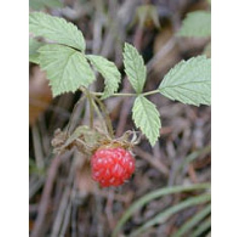 MSA RUBUS IDAEUS 50ML<