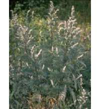 TSA ARTEMISIA VULGARIS 50ML