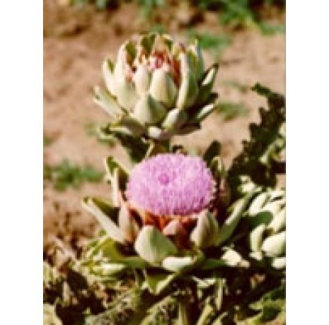 TSA CYNARA SCOLYMUS 50ML