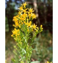 TSA SOLIDAGO VIRGAUREA 50ML