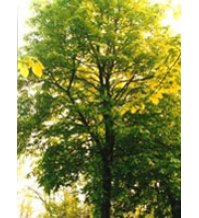 TSA TILIA EUROPEA 50ML