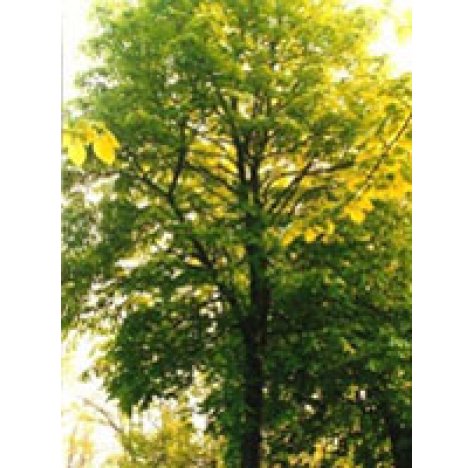 TSA TILIA EUROPEA 50ML