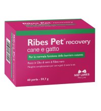 RIBES PET RECOVERY 60PRL