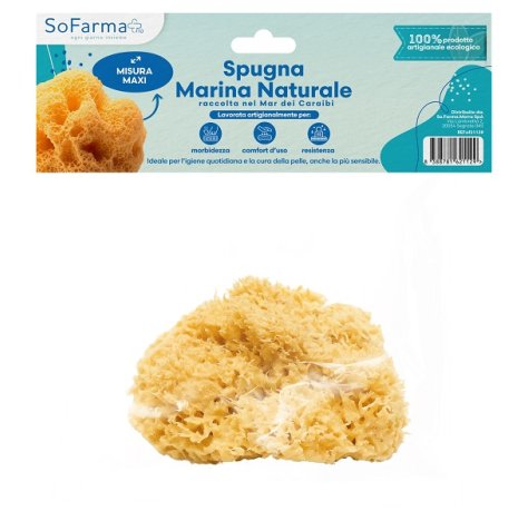 SPUGNA MARINA NATURALE MAXI SF+ SPUGNA MARINA NATURALE MAXI SF+