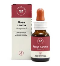 BASEGEMMO ROSA CANINA 30ML